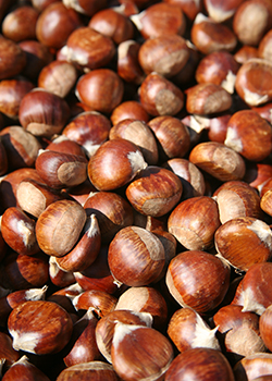chestnut photo