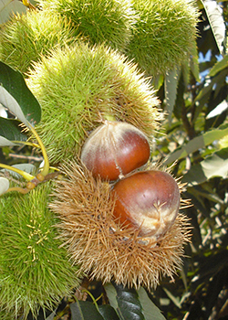 chestnut photo
